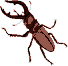 Beetle graphic